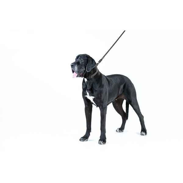 Поводок для собак супер прочный EVOLUTOR, черный 42121 фото