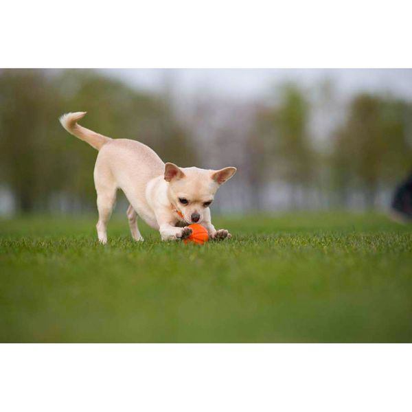 LIKER 5 - м'ячик для цуценят і собак дрібних порід 6298 фото