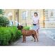 Повідець для собак водостійкий WAUDOG Waterproof, салатовий, довжина 122 см 27315 фото 8